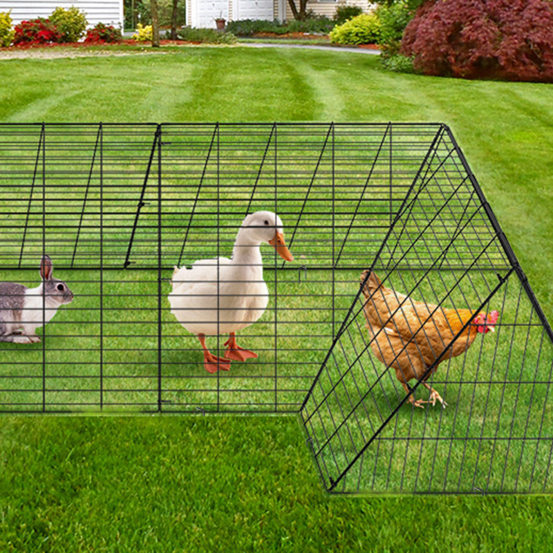 Velit currere magna anas pullum Cave Cage pro area Velit currere magna anas pullum Cave Cage pro area