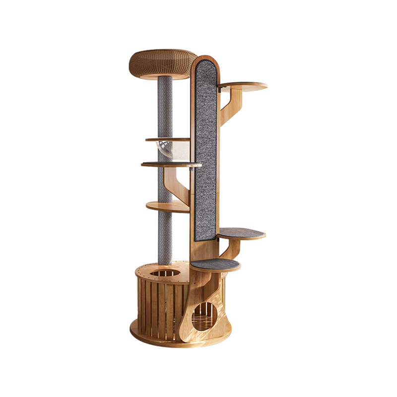 Cactus figura lignum scandere frame solidum feles arbore cum spatium capsula